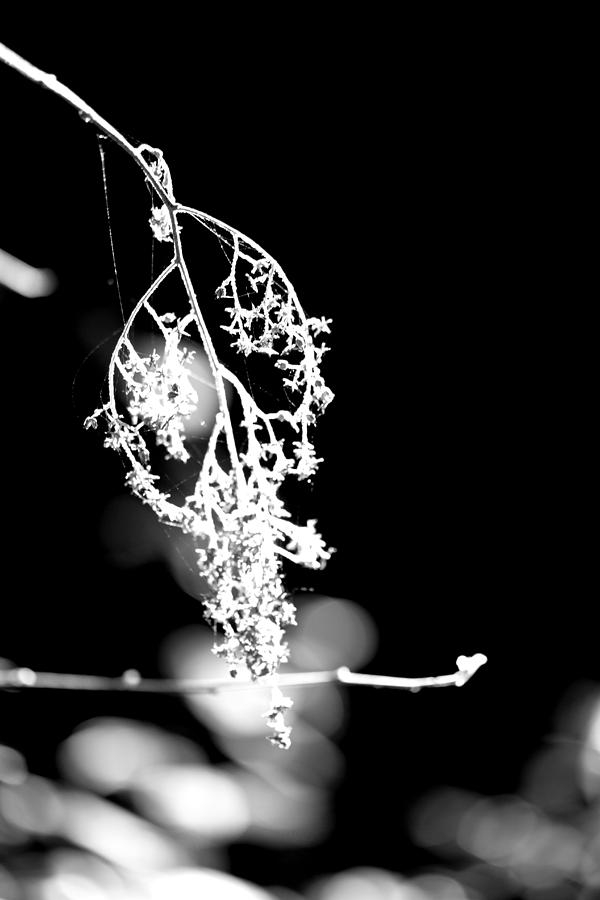 Forest Lace - Black and White Photograph by Marie Jamieson