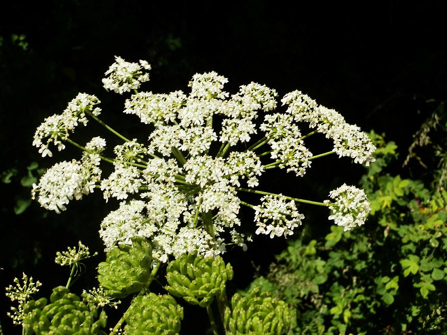 Flowers Still Life Photograph - Forest Lace by VLee Watson