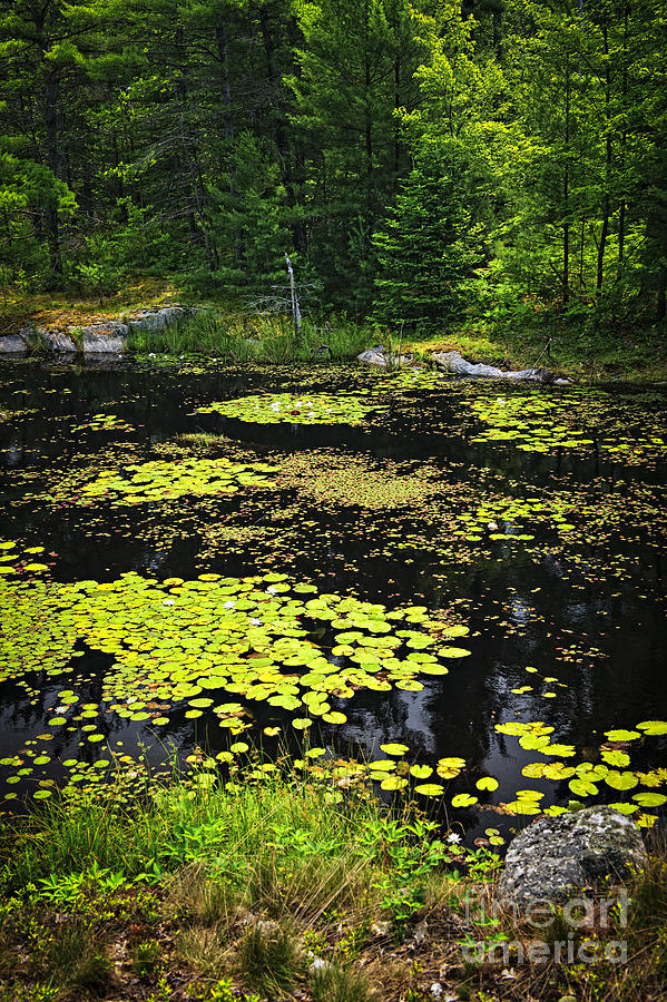 Forest Lake With Lily Pads Photograph