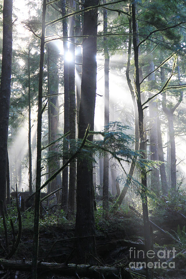 Forest Light 4 Photograph by Jeanette French