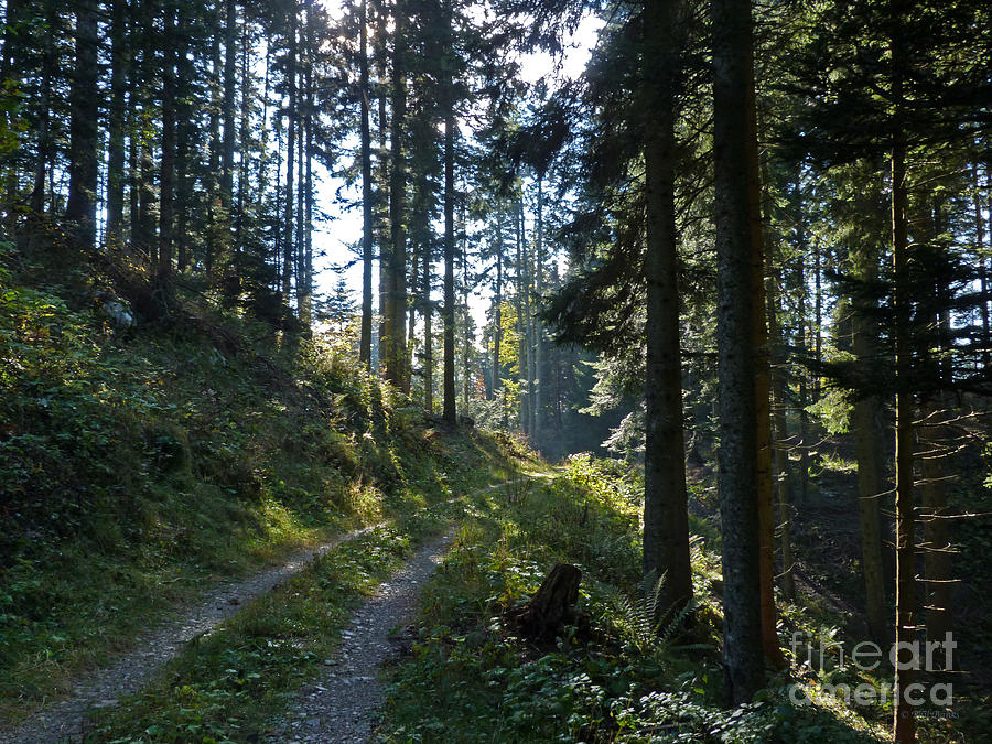 Forest Trail - Brenta Dolomites near Molveno - Italy Photograph by Phil Banks