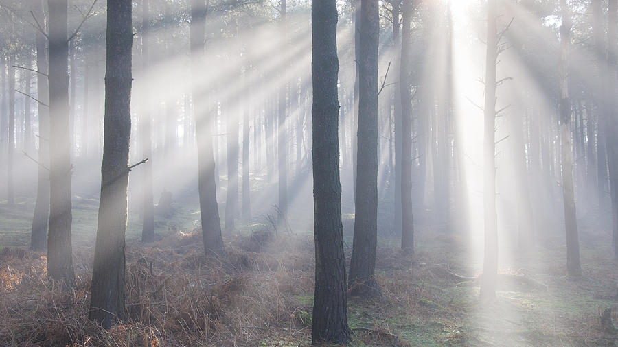 Forest light beams Photograph by Photos by R A Kearton