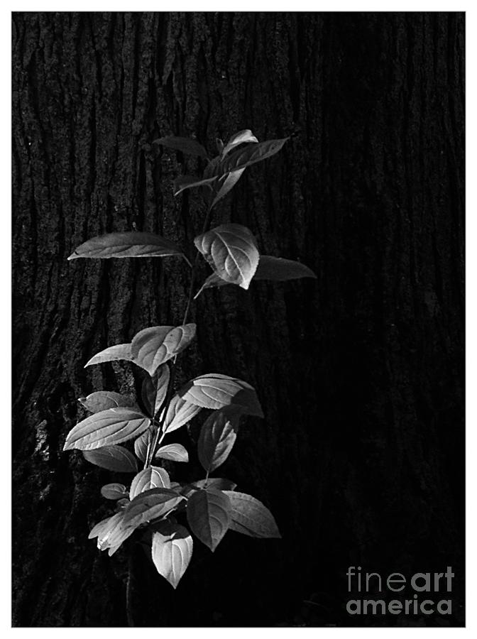 Forest Light Photograph