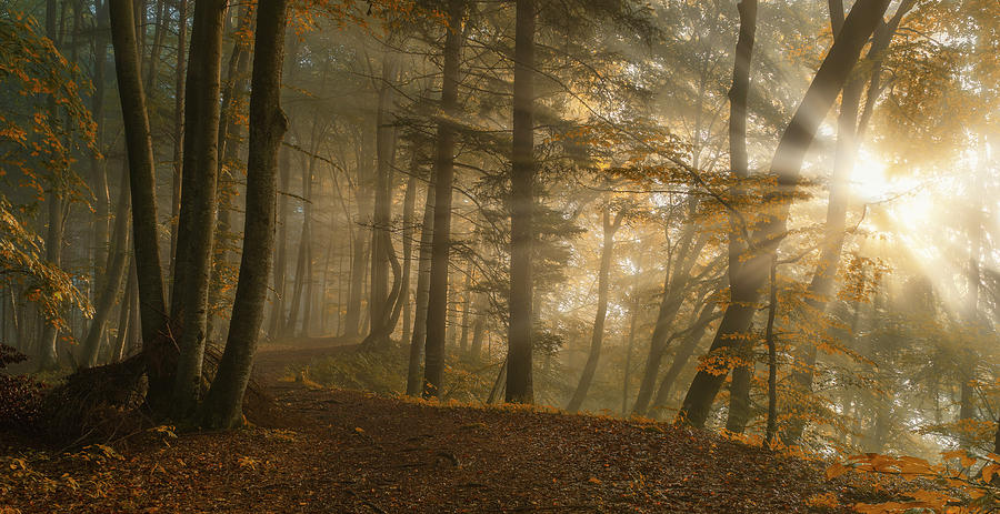 Fall Photograph - Forest Light by Norbert Maier