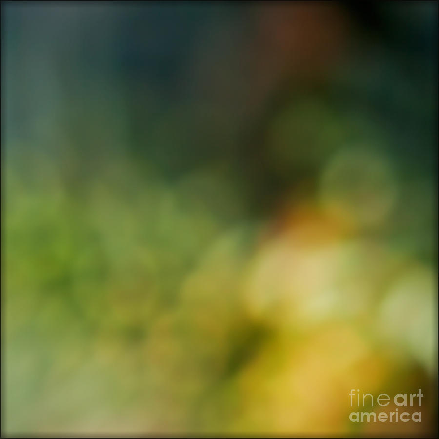 Abstract Photograph - Forest by Liz Alderdice Abstract Photograph - Forest by Liz Alderdice