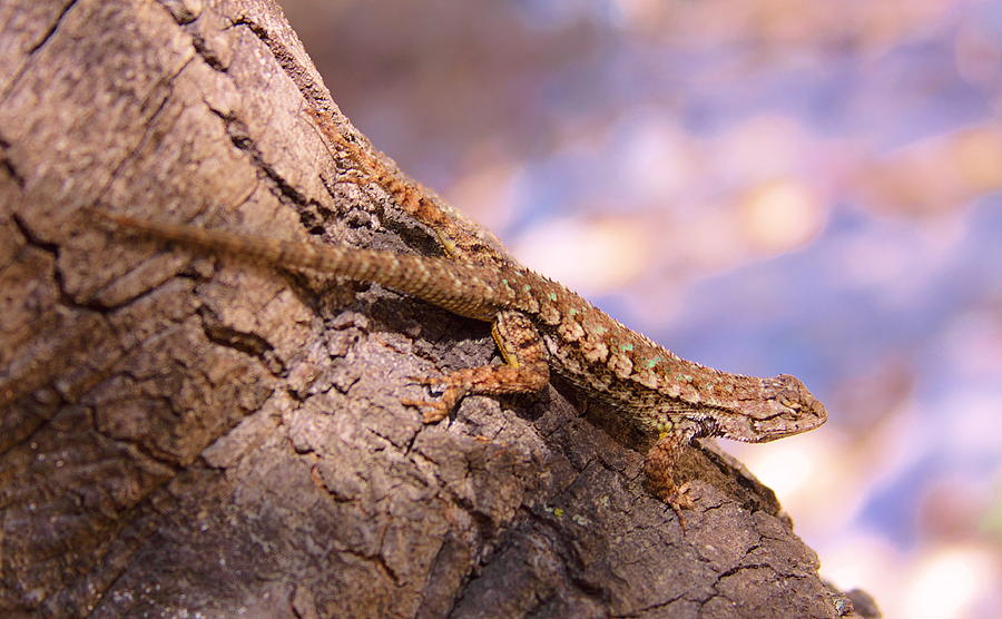 Forest Lizard Photograph by Viktor Savchenko