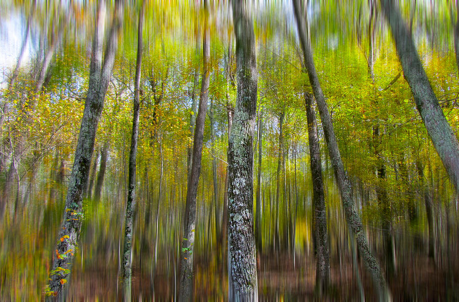Forest Photograph by Mariola Szeliga