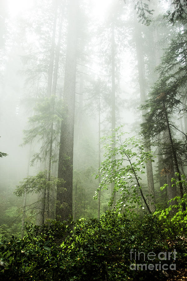 Nature Photograph - Forest Mist by Tim Tolok