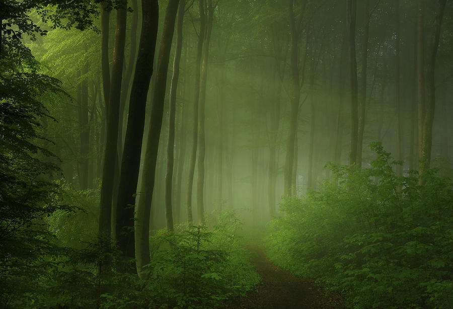 Forest Morning Photograph by Norbert Maier