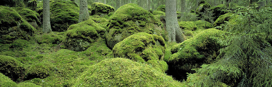 Tree Photograph - Forest Moss Sweden by Panoramic Images