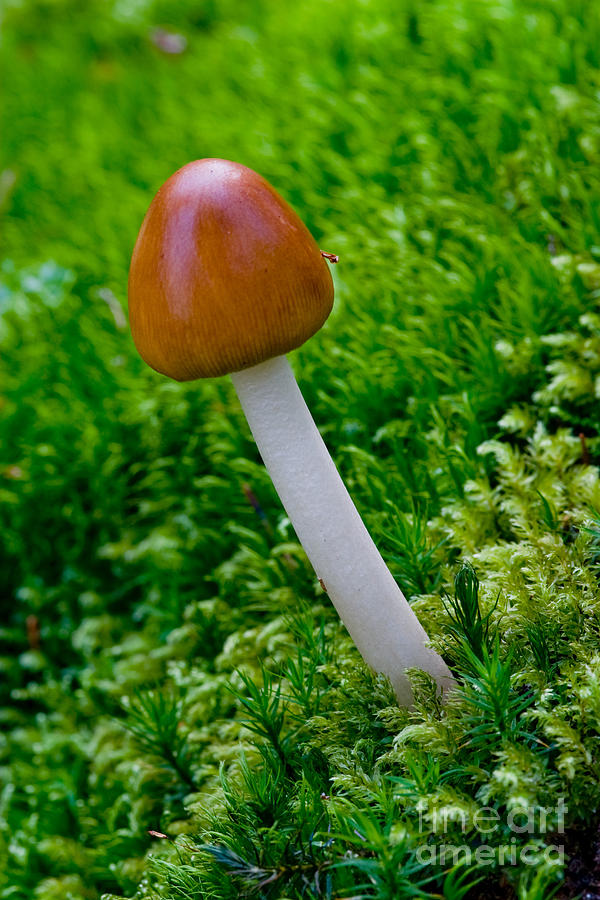 Forest Mushroom Photograph by Frank Fox