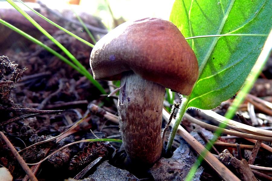 Forest Mushroom Photograph by Marilyn Burton