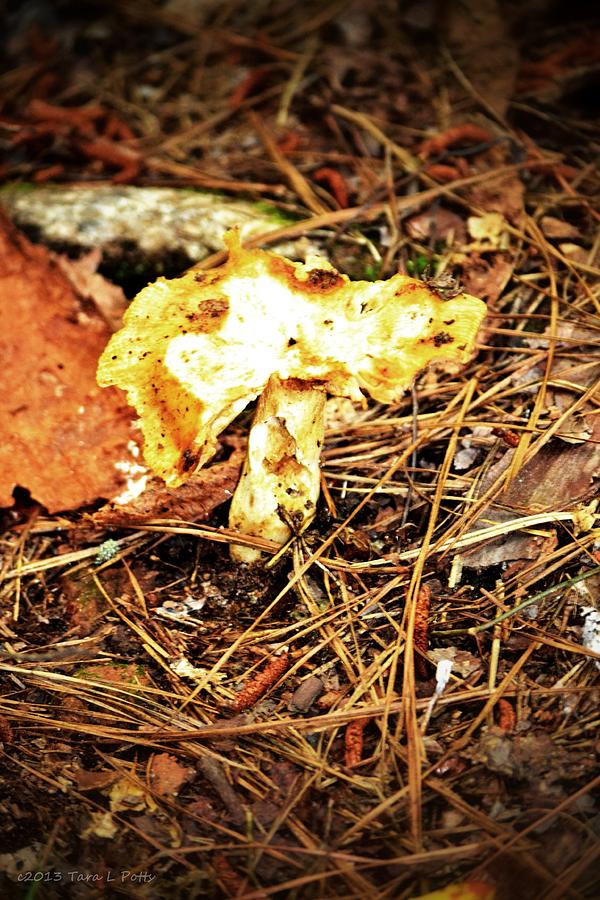Forest Mushroom Photograph by Tara Potts