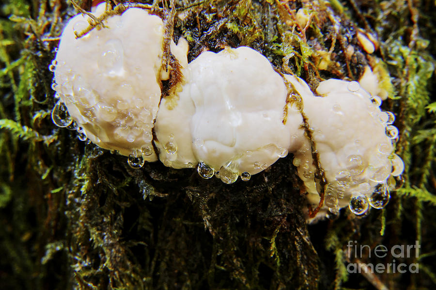 Tree Photograph - Forest Mushroom Trio by Darleen Stry