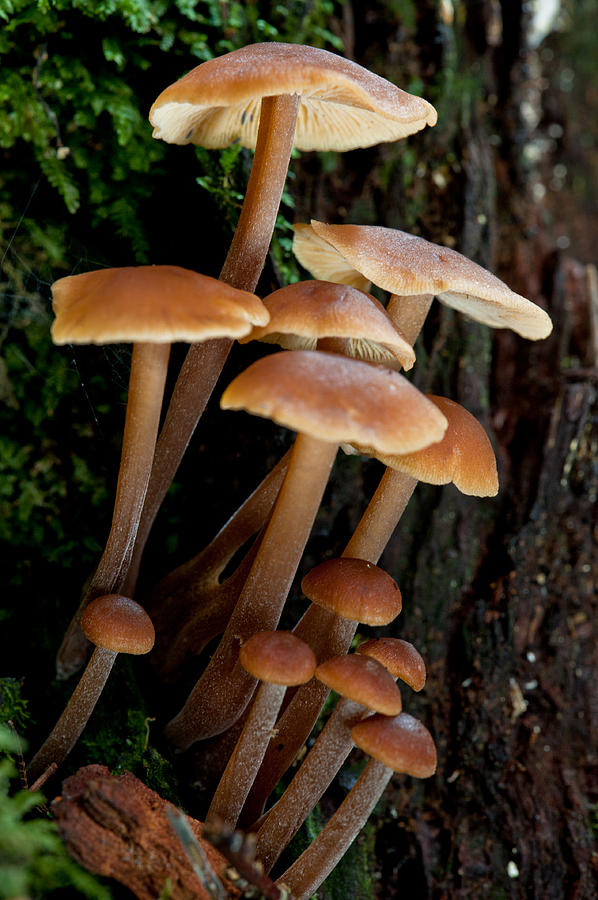 Forest mushroom Photograph by U Schade