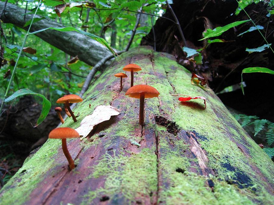 Nature Photograph - Forest Mushrooms by Jennifer Randall