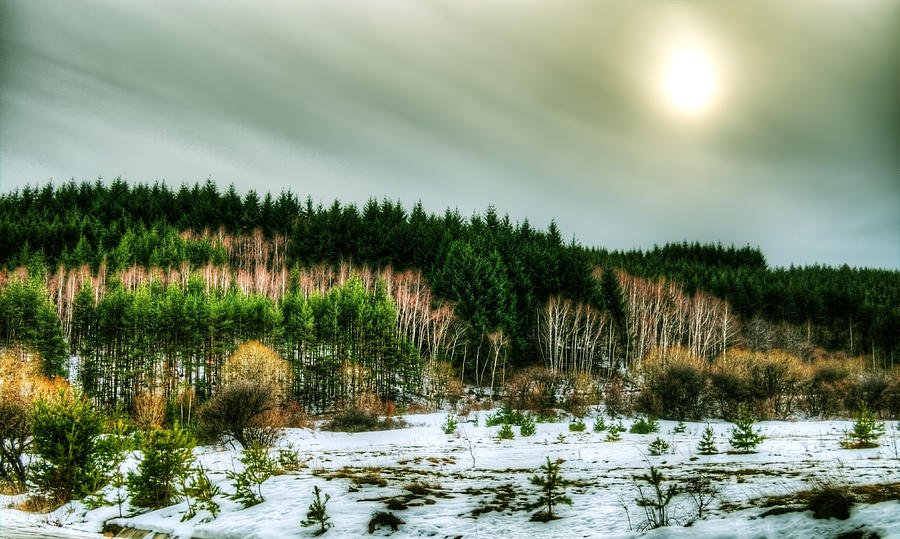 Winter Photograph - Forest next door by Aia Ranguelova