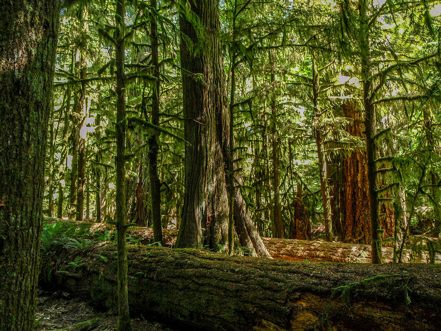 Sunlit Cathedral Grove Photograph by Roxy Hurtubise