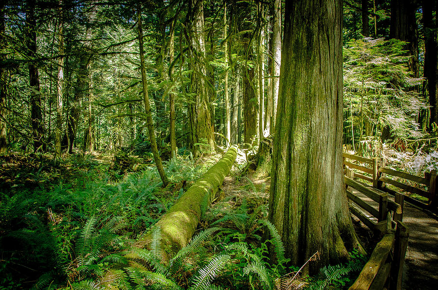 Forest Trail Cathedral Grove Photograph by Roxy Hurtubise