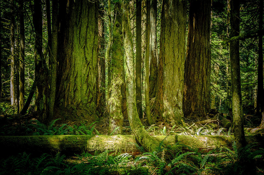 The Spirit of Forest Cathedral Grove Photograph by Roxy Hurtubise