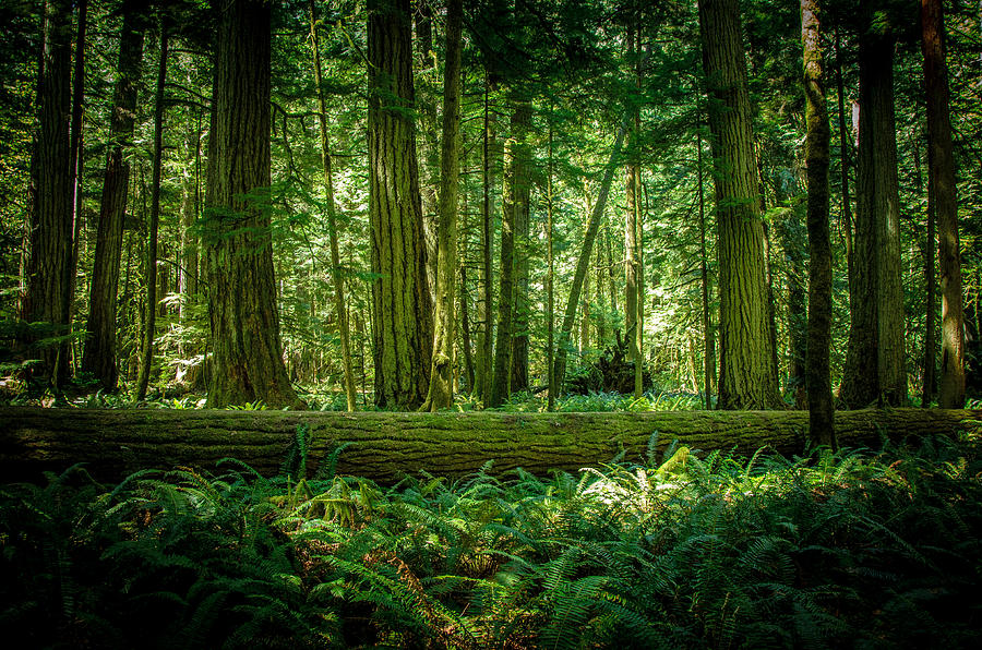 Forest of Cathedral Grove #1 Photograph by Roxy Hurtubise