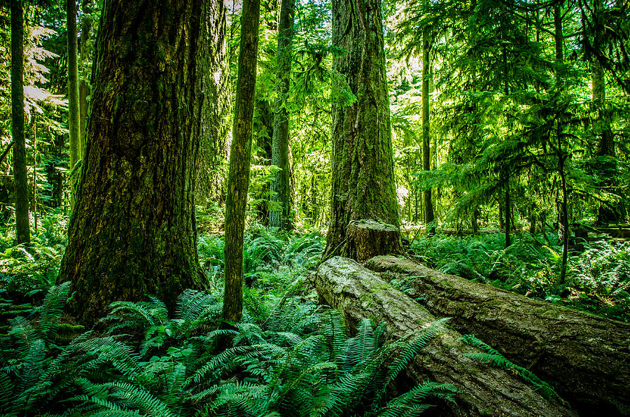 Forest Setting Cathedral Grove  Photograph by Roxy Hurtubise