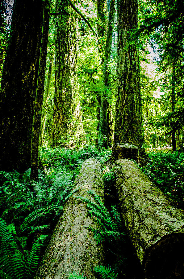 Forest View Cathedral Grove  Photograph by Roxy Hurtubise