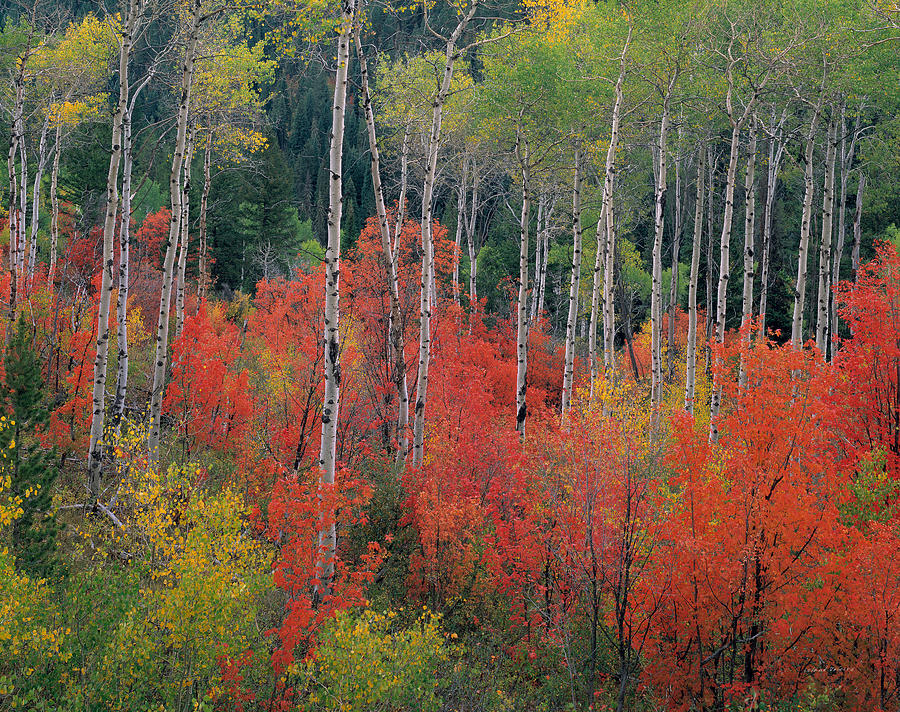 Forest Of Color by Leland D Howard