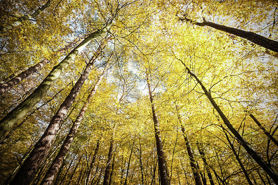 Forest Of Deciduous Trees In Fall Photograph by Mbbirdy