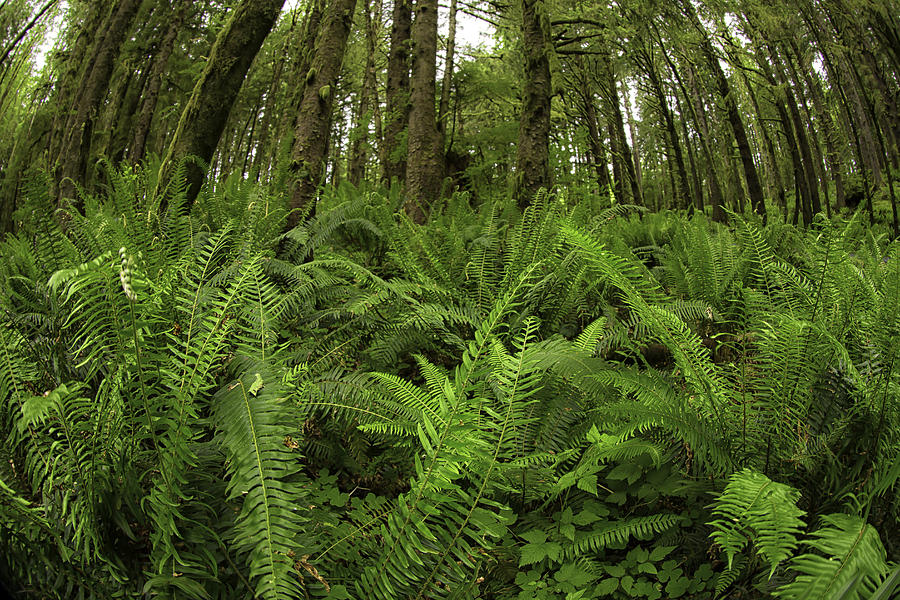 Forest of Fern Photograph by Sara Hudock