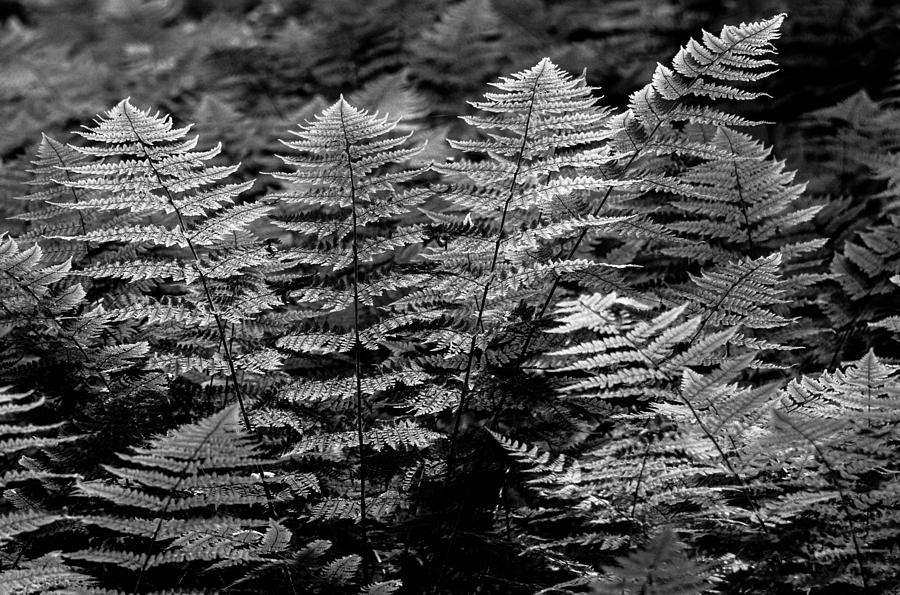 Forest of Ferns  by Haren Images- Kriss Haren