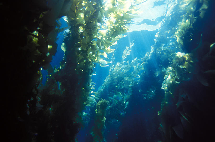 Forest Of Giant Kelp Photograph by Greg Ochocki Forest Of Giant Kelp Photograph by Greg Ochocki