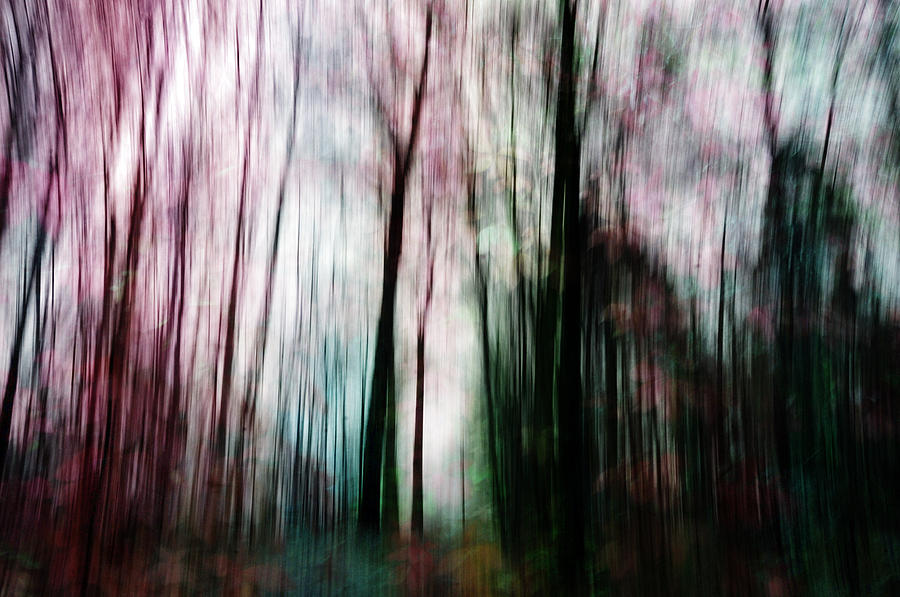 Forest of Imagination Photograph by Randi Grace Nilsberg