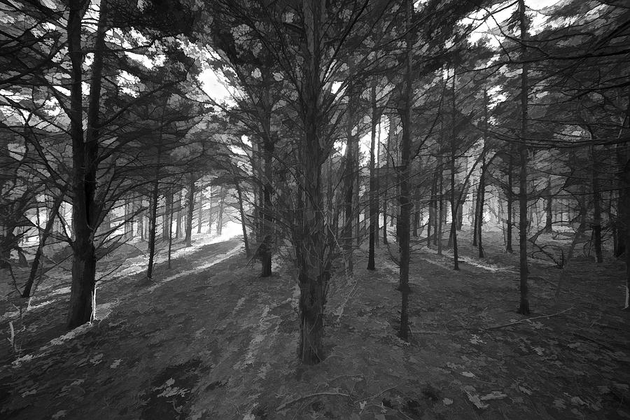 Forest of Light in Black and White Photograph by David Letts