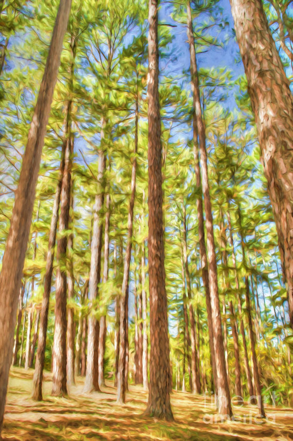 Forest of Pine Trees Photograph by Peggy Franz