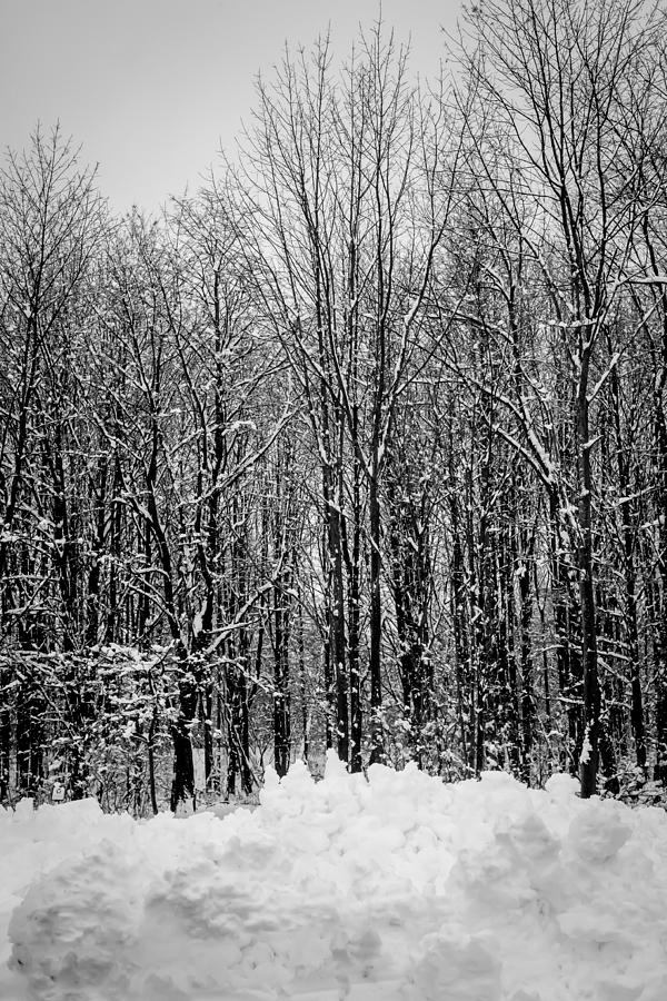 Forest of Snow Photograph by Sara Frank