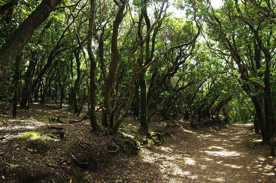 Forest Of The Canary Islands Photograph By Elena Paskova | Fine Art America