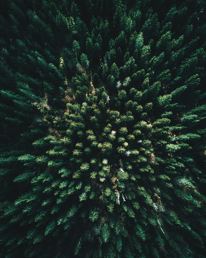 Forest of tree pines aerial view Photograph by Franckreporter
