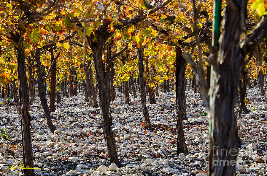 Wine Photograph - Forest of vines by Arik Baltinester