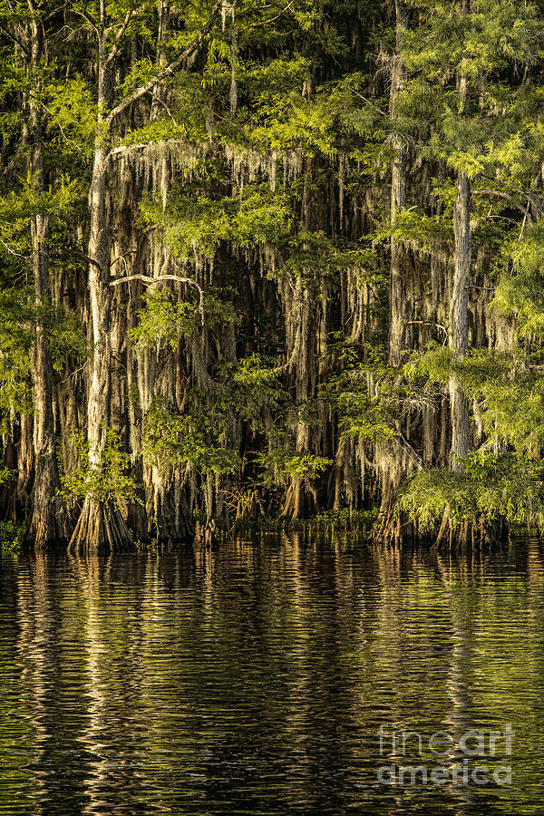 Forest on Caddo Lake II Photograph by Tamyra Ayles