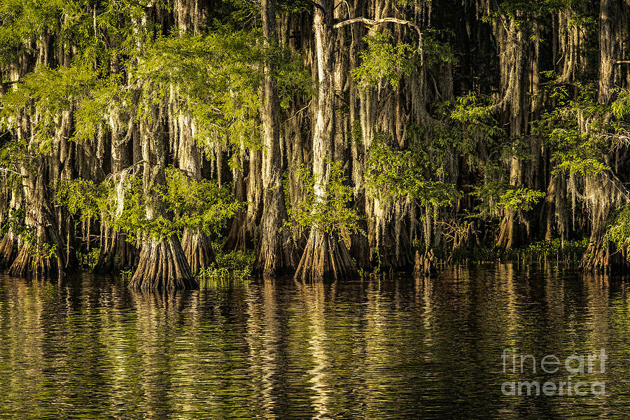 Forest on Caddo Lake Photograph by Tamyra Ayles