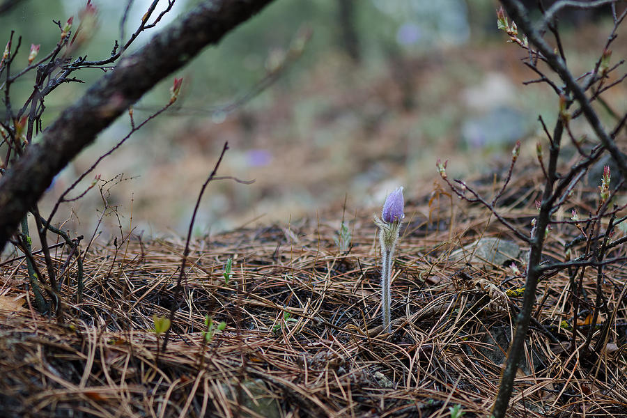 Forest Pasqueflower Photograph by Greni Graph