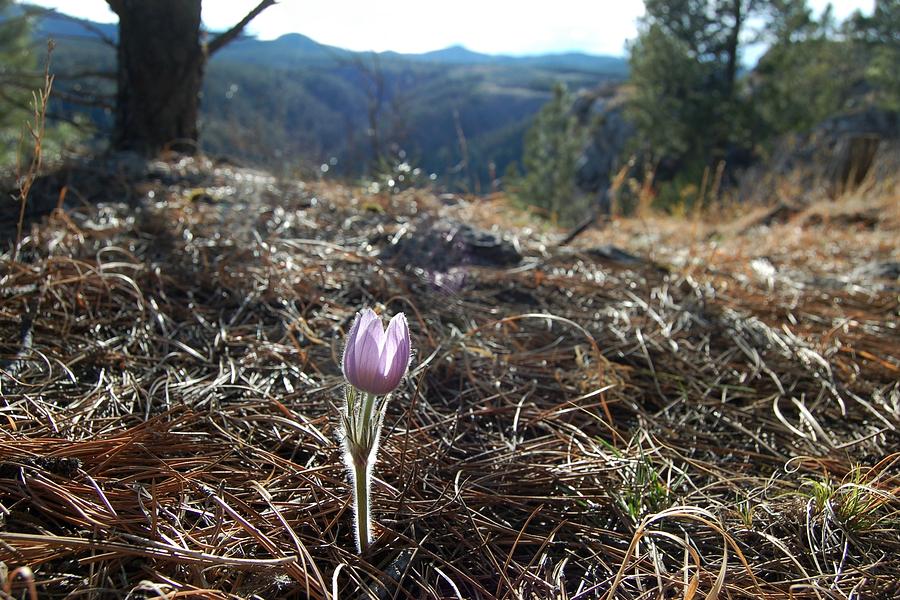 Forest Pasqueflower Photograph by Greni Graph