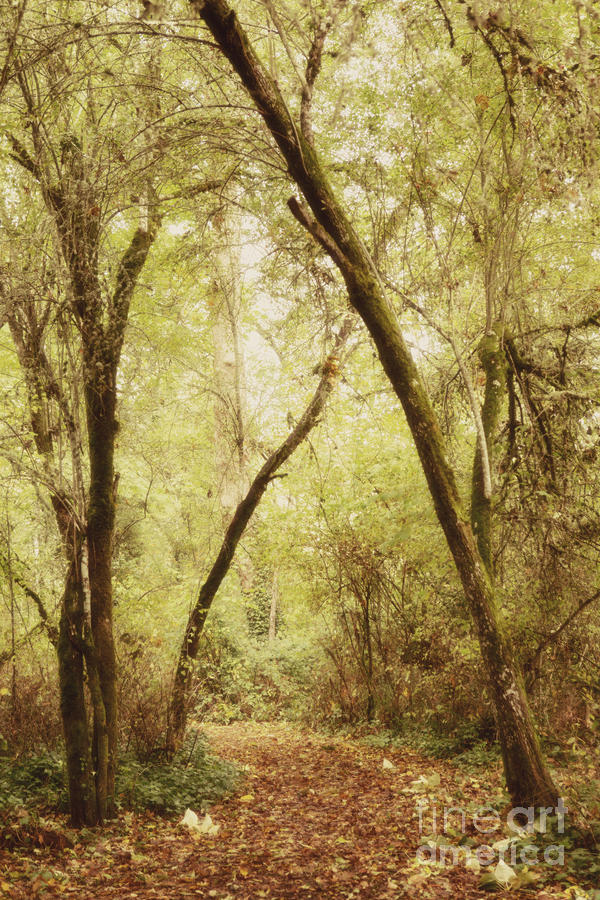 Forest Path 1 Photograph by Rebecca Cozart