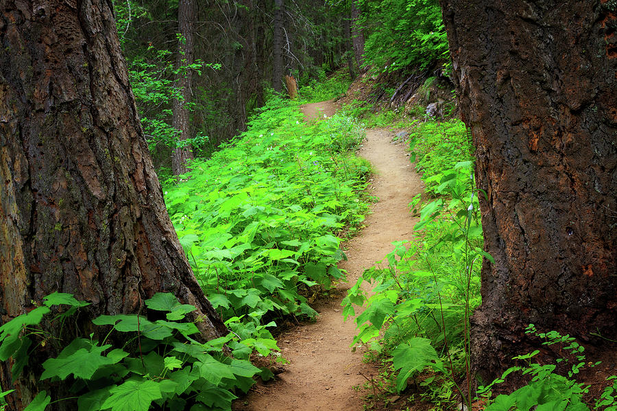 Forest Path Along Goose Creek Near Photograph by Anna Gorin