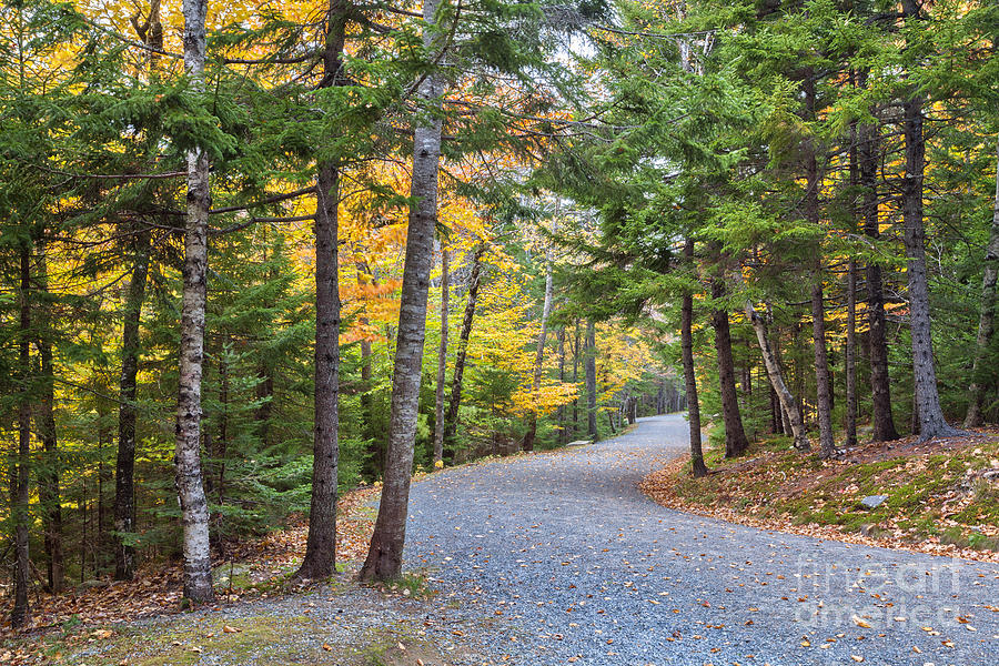 Forest path Autumn Acadia National Park Photograph by Ken Brown