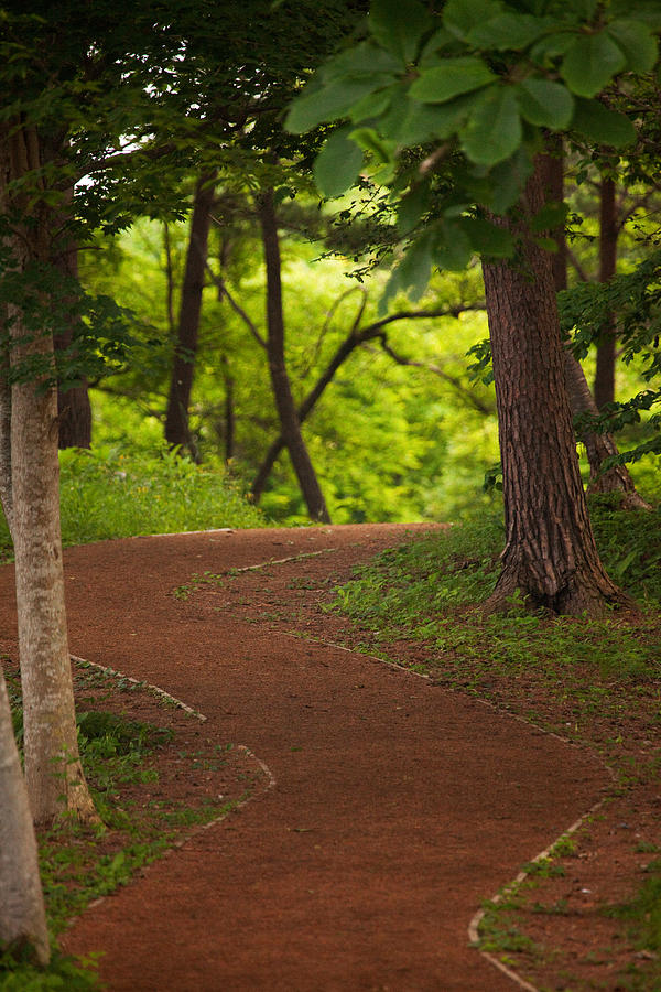 Forest Path Photograph by Brad Brizek
