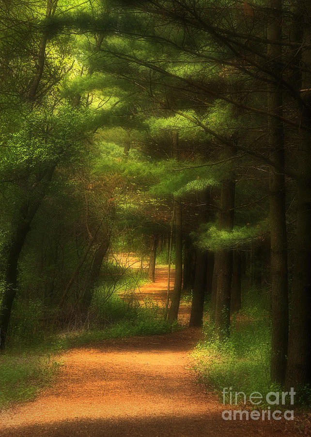 Forest Path Photograph by Clare VanderVeen