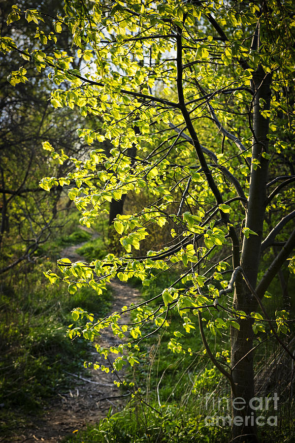 Tree Photograph - Forest path by Elena Elisseeva