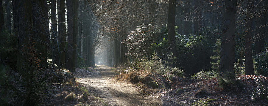 Tree Photograph - Forest Path by Erik Tanghe